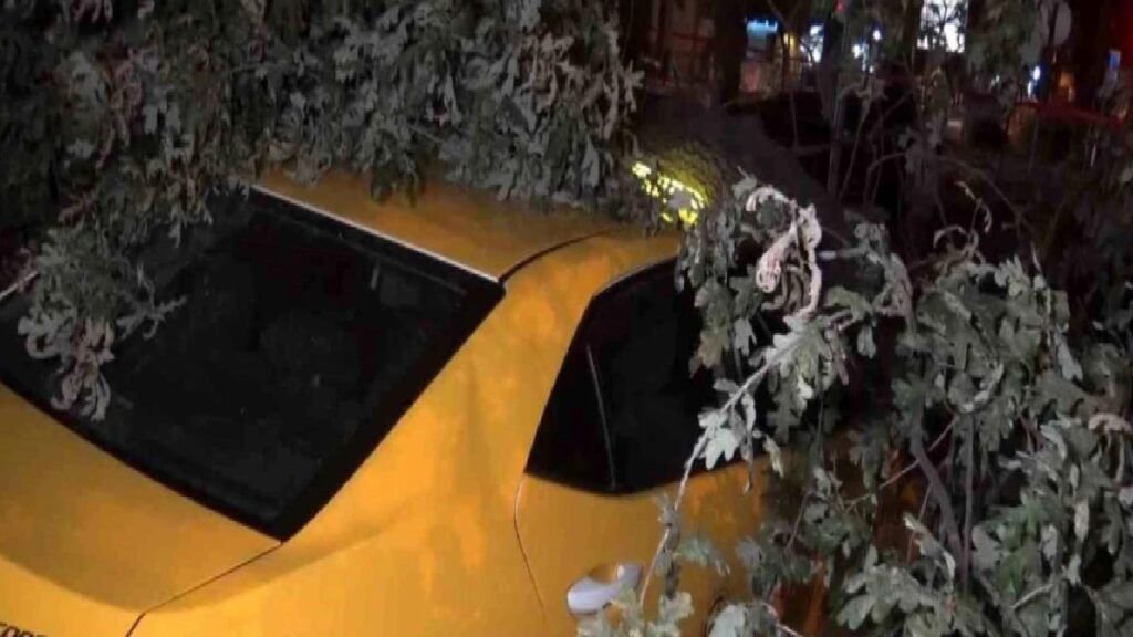 Bursa’da Anıt Ağaç Taksi Durağının Üzerine Devrildi