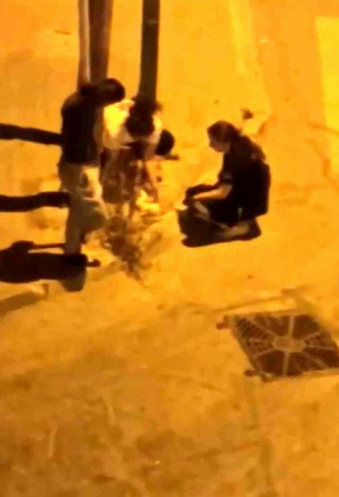 Bursa’da arabanın çarptığı yaralı kediye hemşirelerden kalp masajı