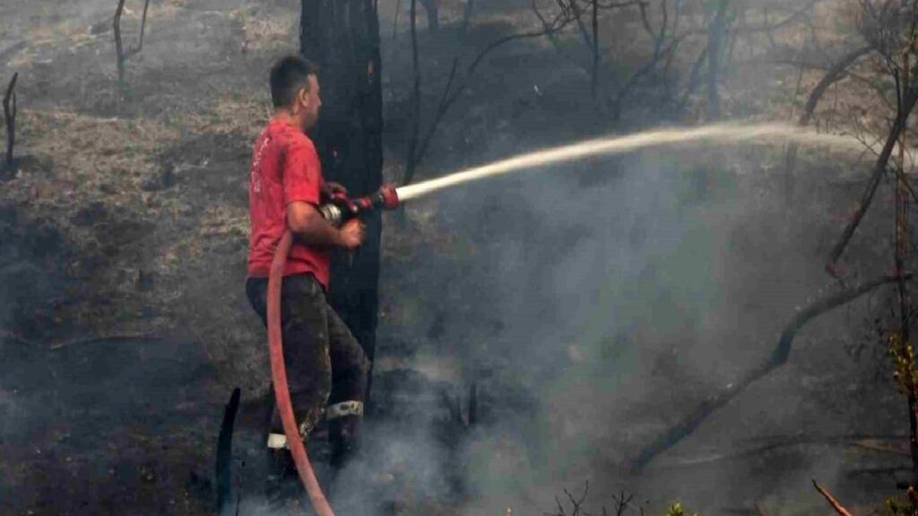 Bursa’da çıkan orman yangınında hayvanlar ziyan gördü