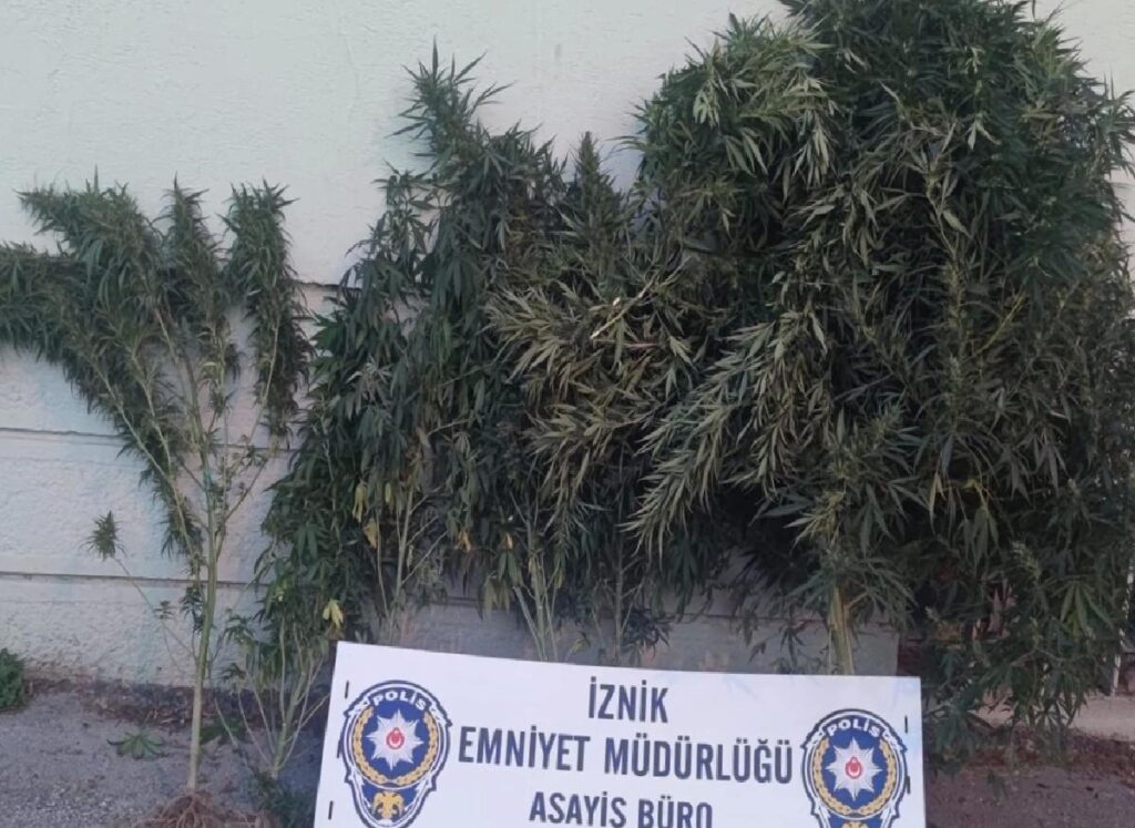 Bursa’da Hint keneviri yetiştiricileri yakalandı