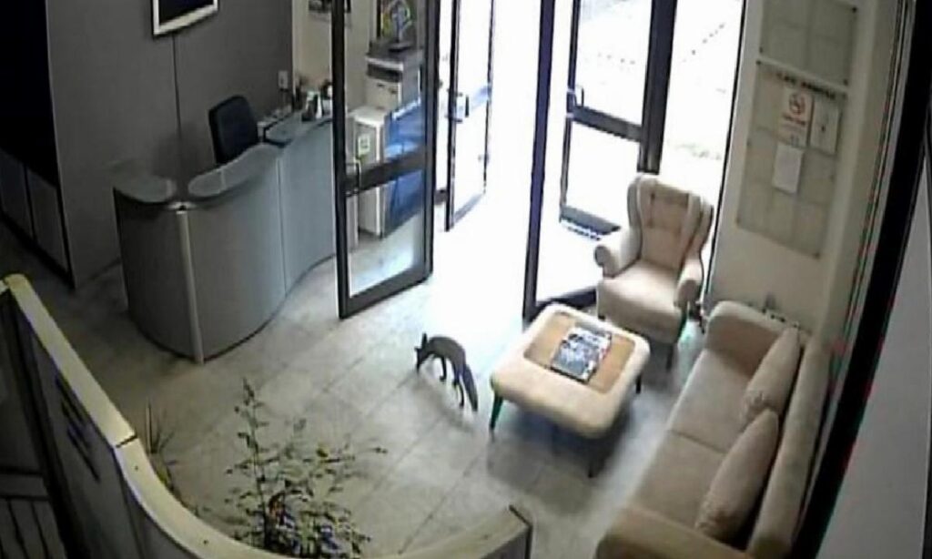 Bursa’da Karnı Acıkan Tilki Televizyon Binasında Aktiflik Yaptı