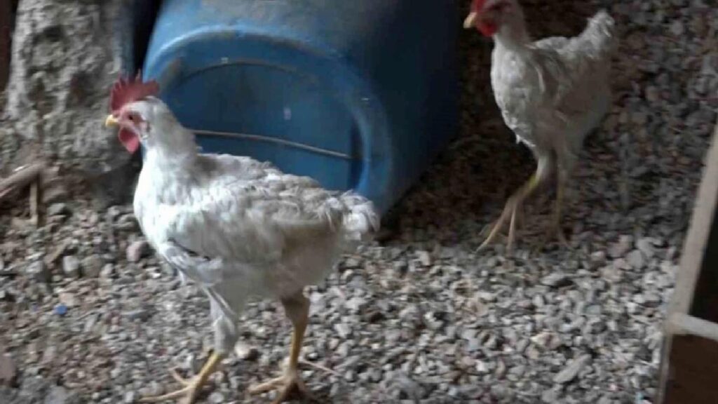 Bursa’da Sıhhat Çalışanlarından Tavuk Kurtarma Operasyonu