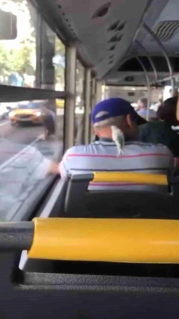 Bursa’da Vatandaş Muhabbet Kuşuyla Otobüse Bindi