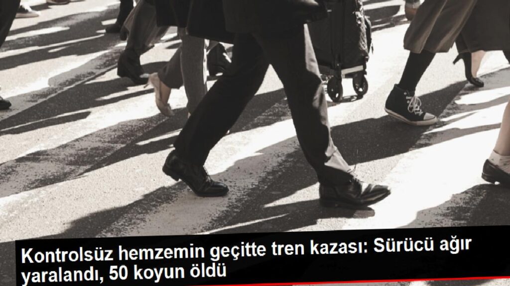 Denetimsiz hemzemin geçitte tren kazası: Şoför ağır yaralandı, 50 koyun öldü
