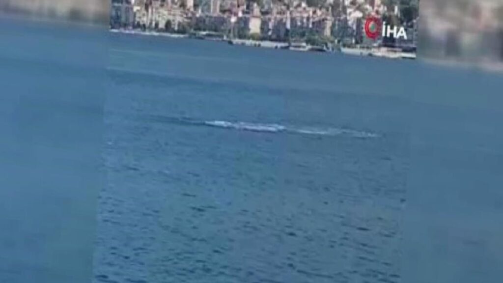 Gemlik Körfezi’nde Yunusların Gösterisi