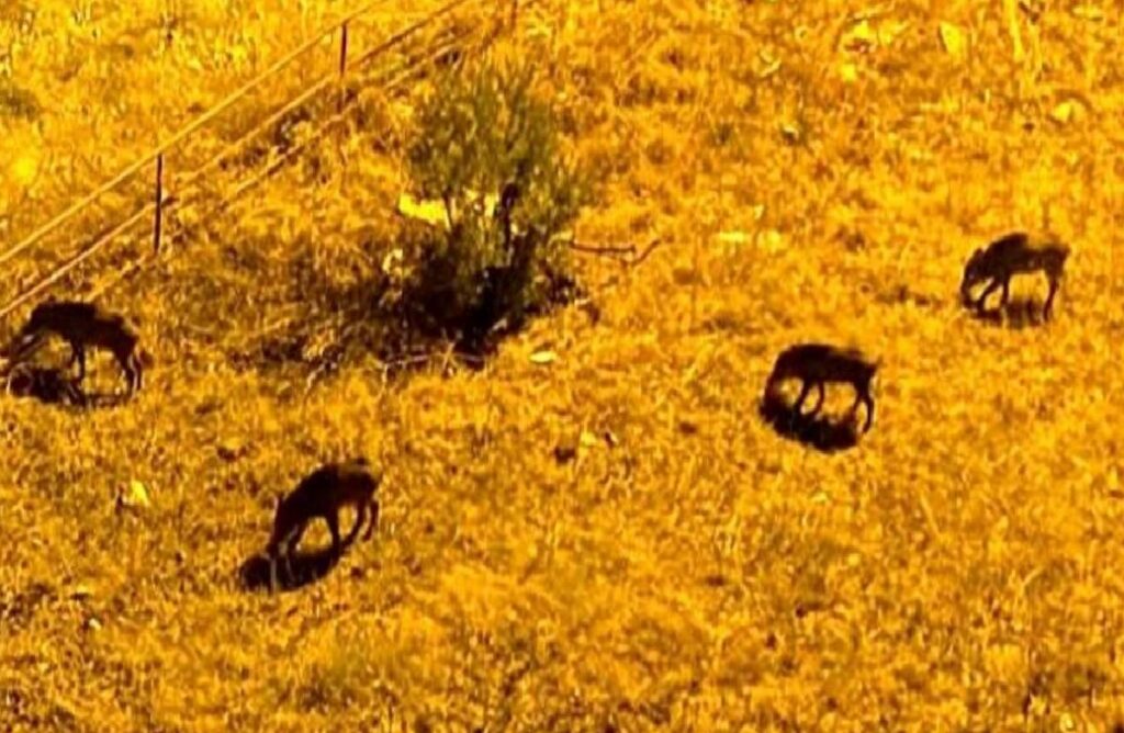 Gemlik’te Domuzlar Sitelere Girmeye Başladı
