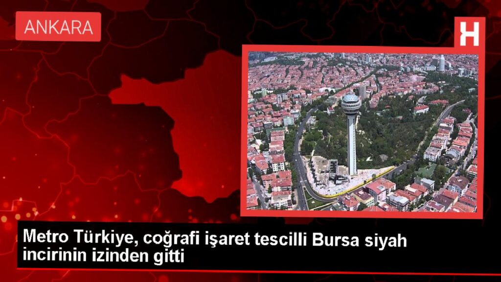 Metro Türkiye, Bursa siyah incirini keşfetti