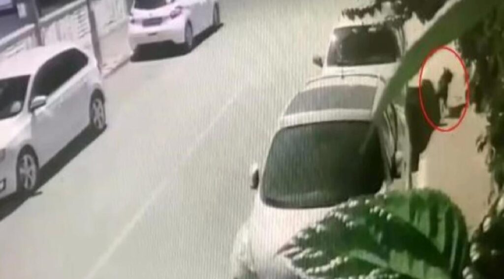 Pitbull Köpek, Evcil Köpeğe Saldırdı: Bayan Yaralandı