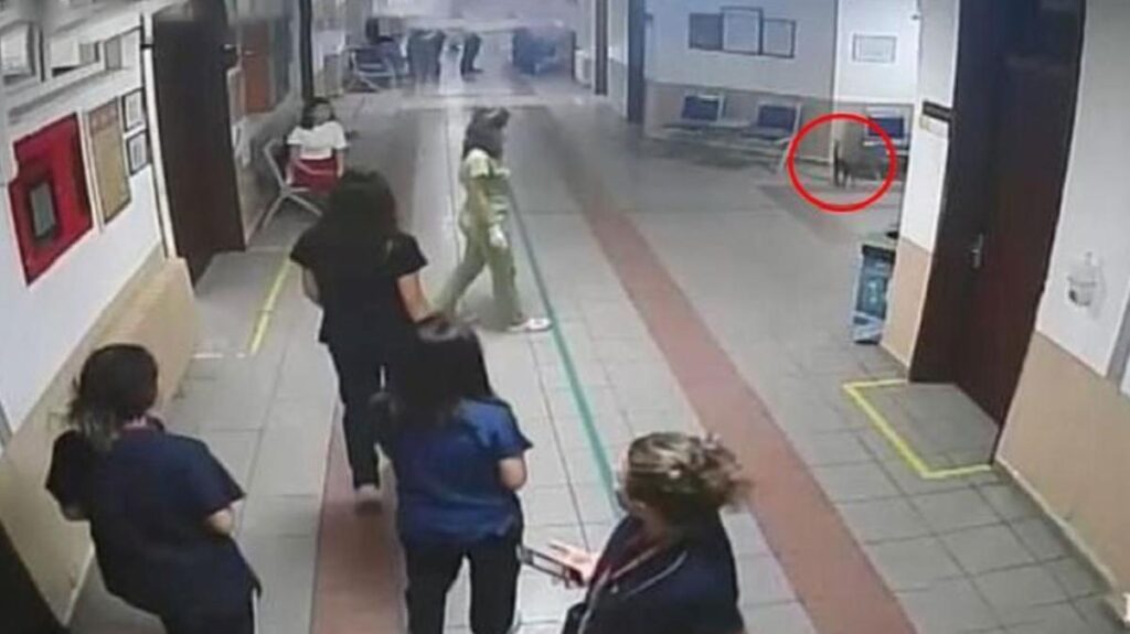 Teneffüs ıstırabı yaşayan kedi hastaneye gitti, ameliyata alınıp sıhhatine kavuştu