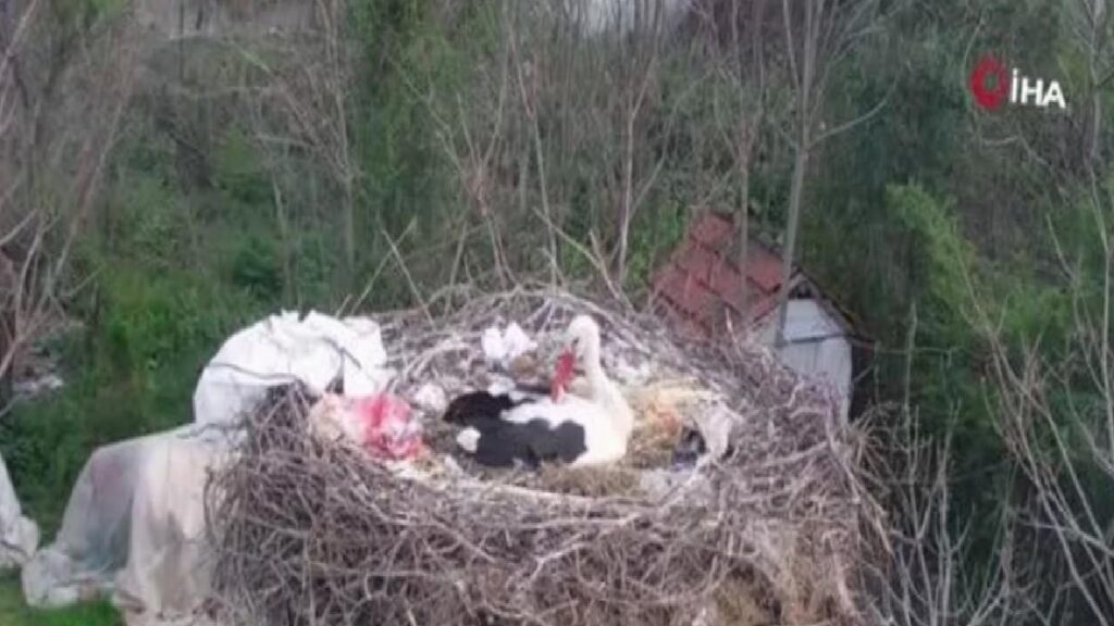 ‘Yaren’ leylek Adem amcaya veda etti