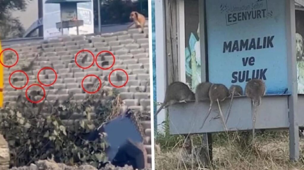 Belediye uyuma! İlçeyi fareler bastı, manzaralar tasa verici