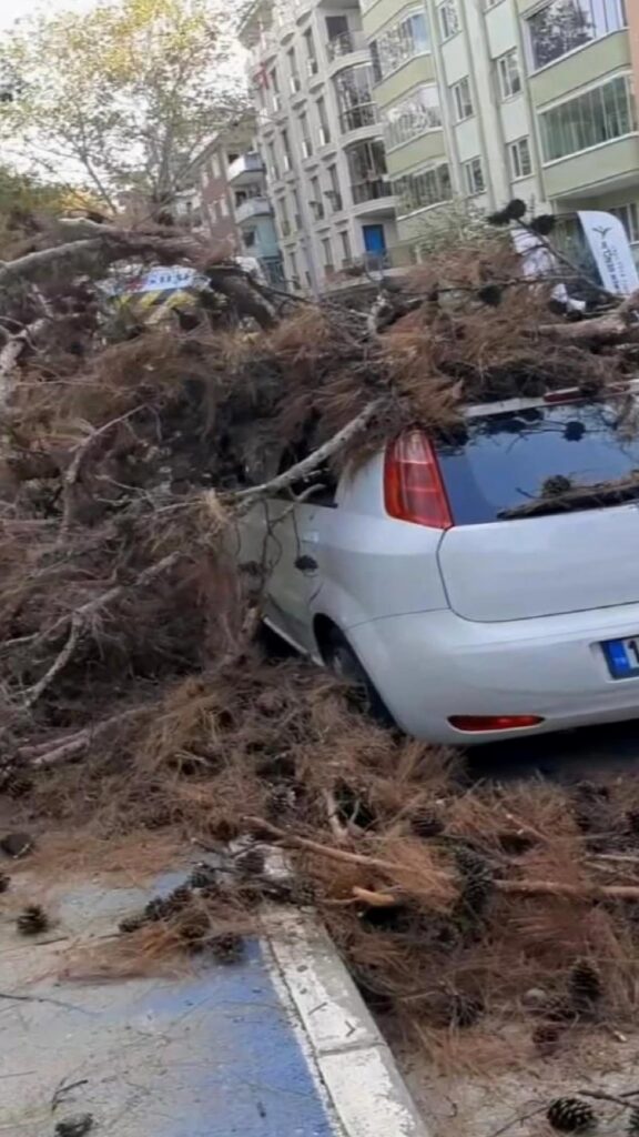 Bursa’da ağaç budama çalışması sırasında ağaç arabanın üzerine devrildi