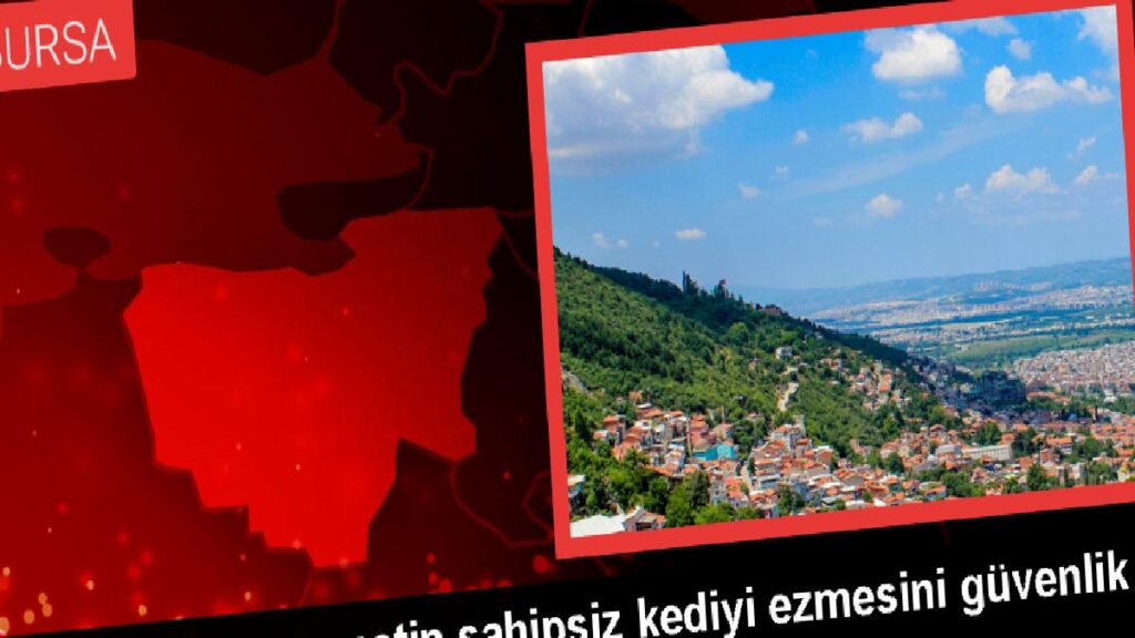 Bursa’da kamyonetin sahipsiz kediyi ezmesini güvenlik kamerası görüntüledi