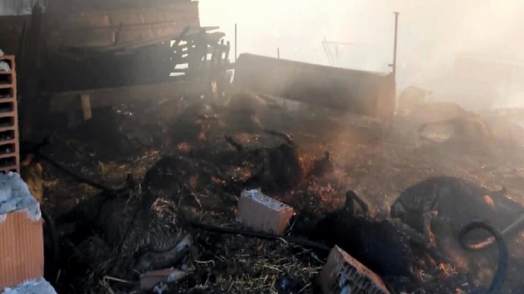 Bursa’da Koyun Ağılında Yangın: 44 Hayvan Telef Oldu