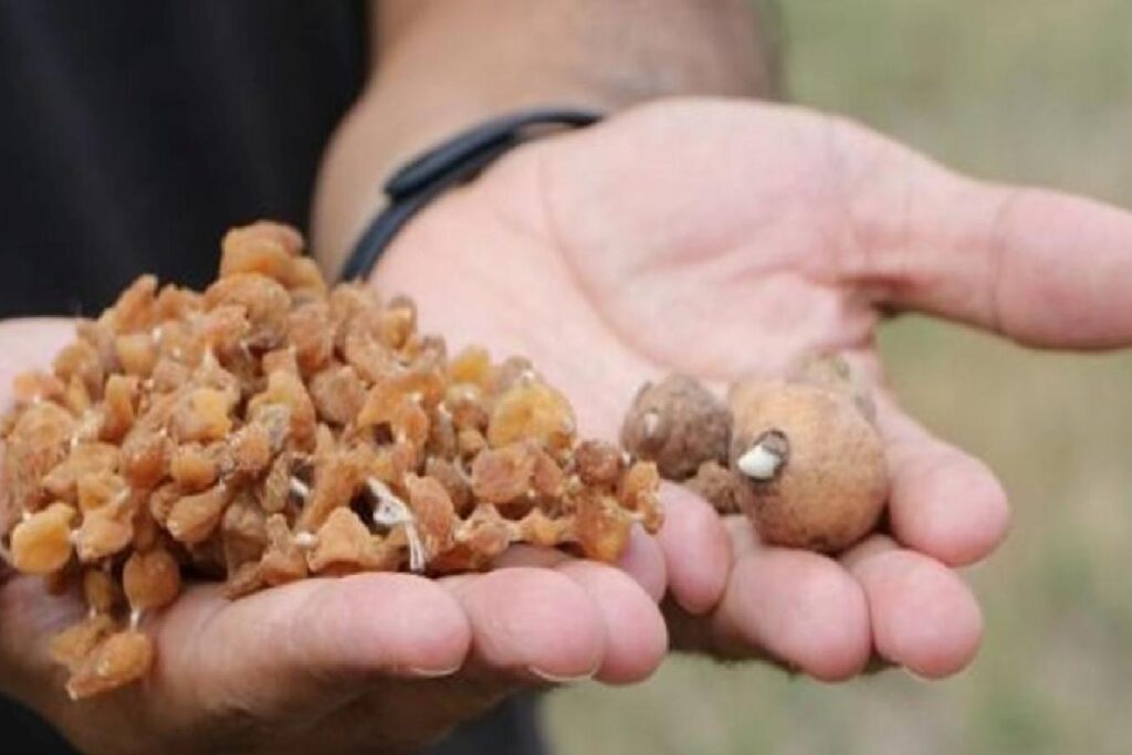 ÇÜ Ziraat Fakültesi’nden Prof. Dr. Saliha Kırıcı, Salep Üretimini Araştırdı