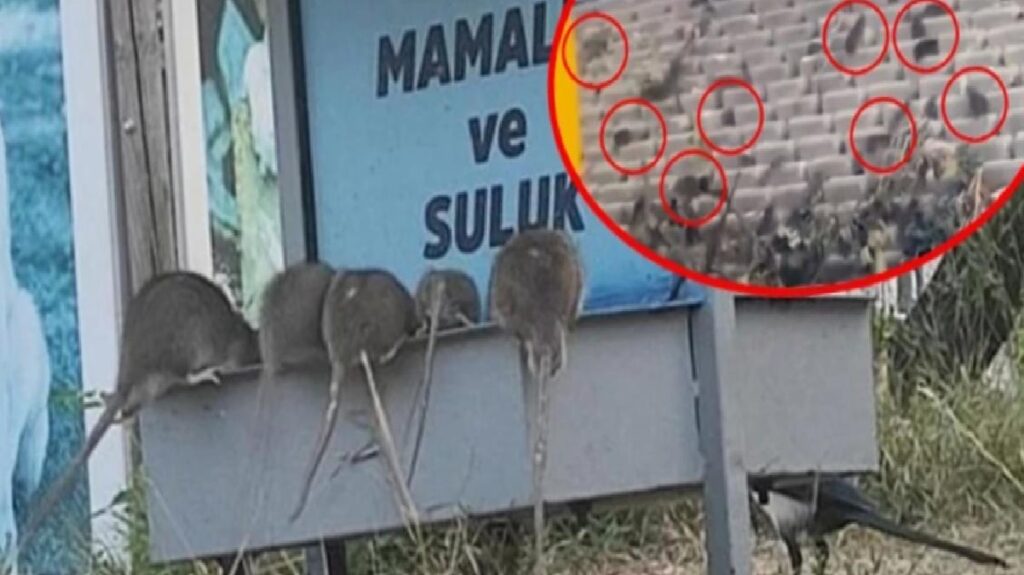 Esenyurt Belediyesi, infial yaratan fare imajları için açıklama yaptı