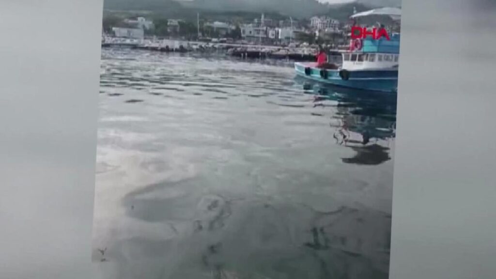 Gemlik’te 4 Metrelik Köpek Balığı Balıkçıları Zorladı