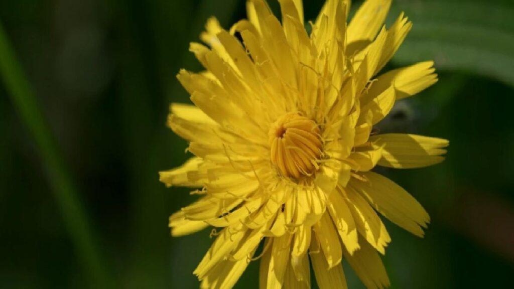 İbn-i Sina yıllar evvel reçetesini yazdı! Şeker hastalarına şifa oldu