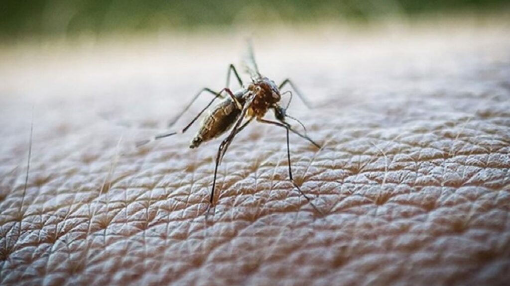 Yunanistan’da Batı Nil Virüsü’nde yeni hadiseler tespit edildi! Hayatını kaybedenlerin sayısı 19 oldu